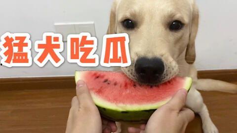 娱乐吃瓜蛋仔名字大全,趣味横生的昵称盛宴